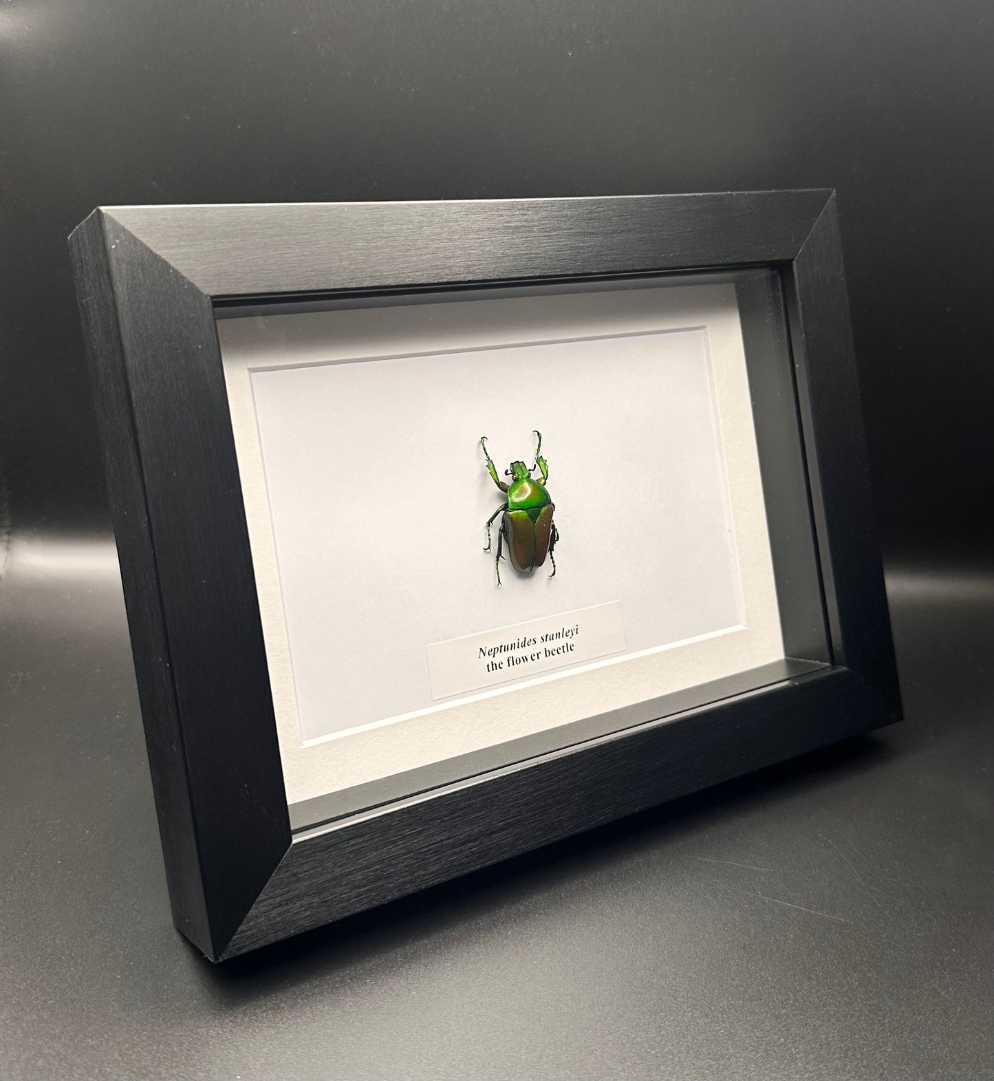 Neptunides stanleyi - the flower beetle