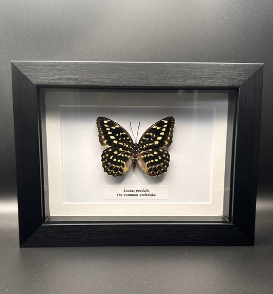 Lexias pardalis - the common archduke