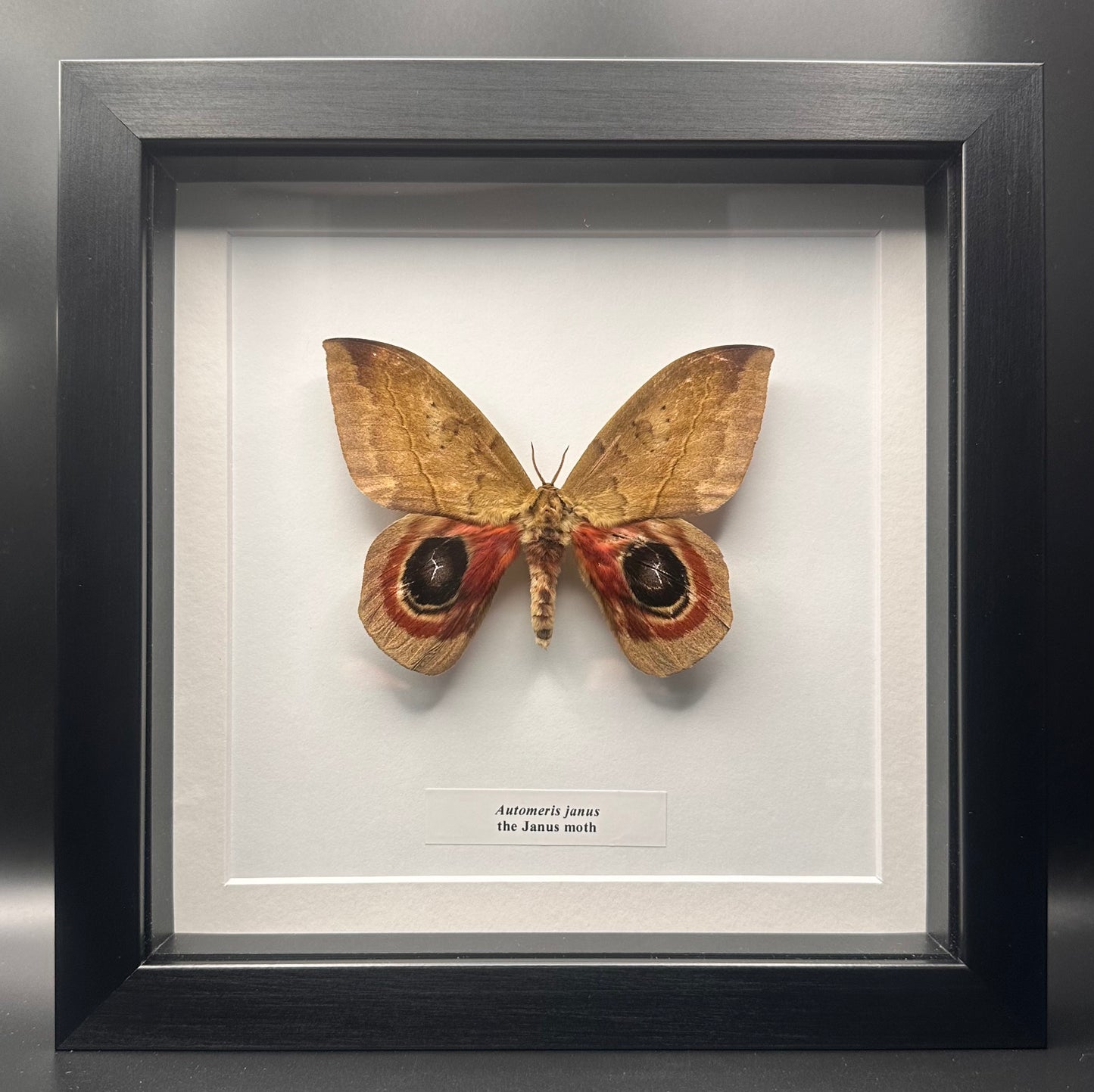 Automeris janus - the Janus moth