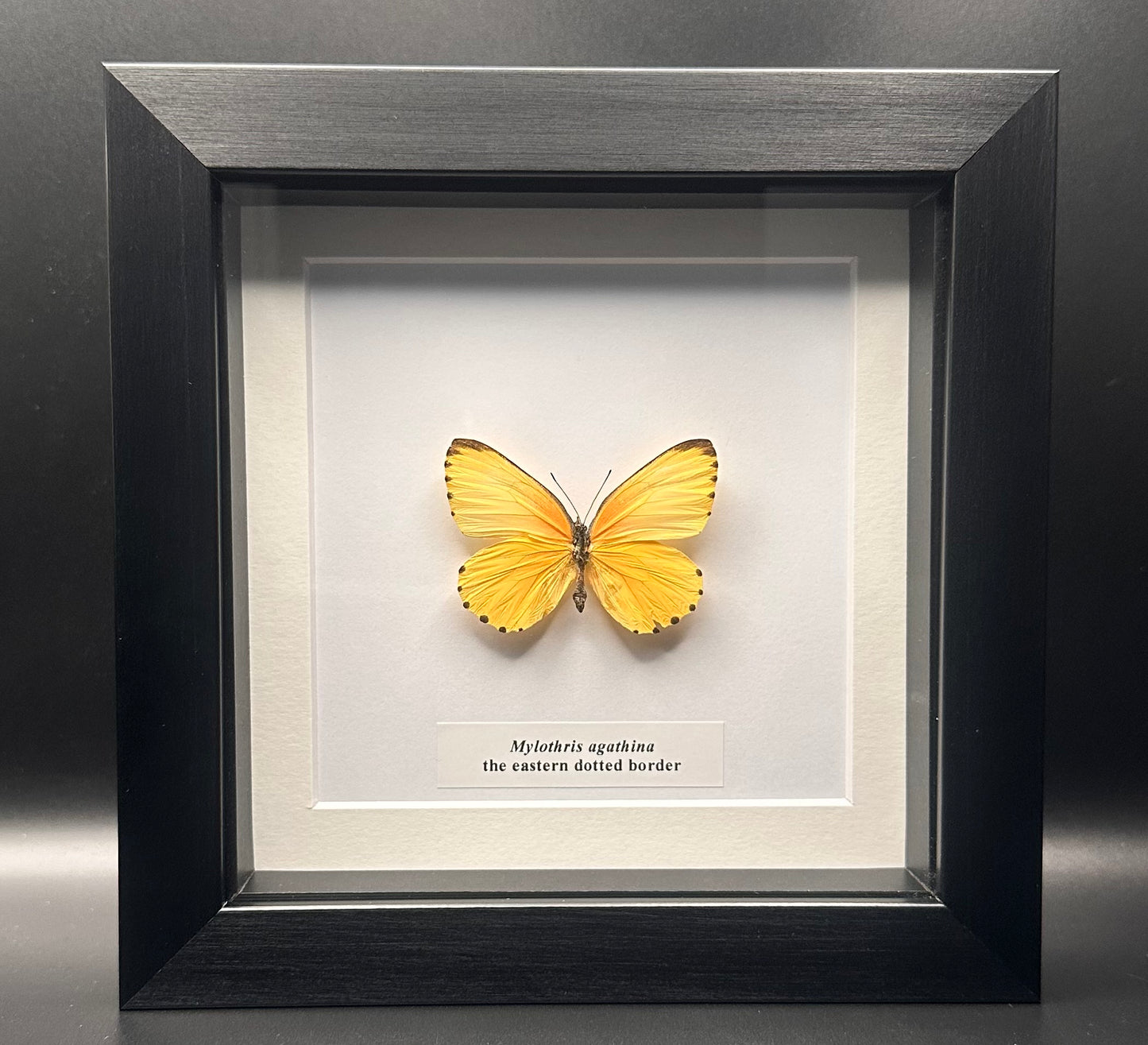 Mylothris agathina - the eastern dotted border