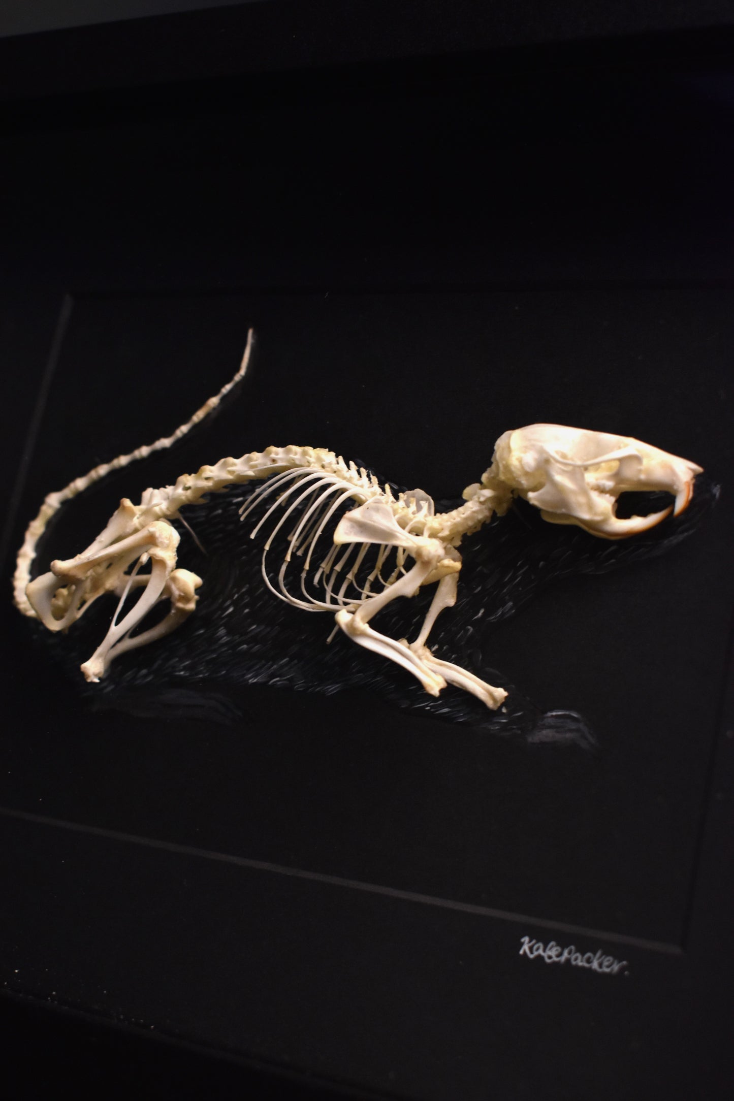 Brown Rat Skeleton