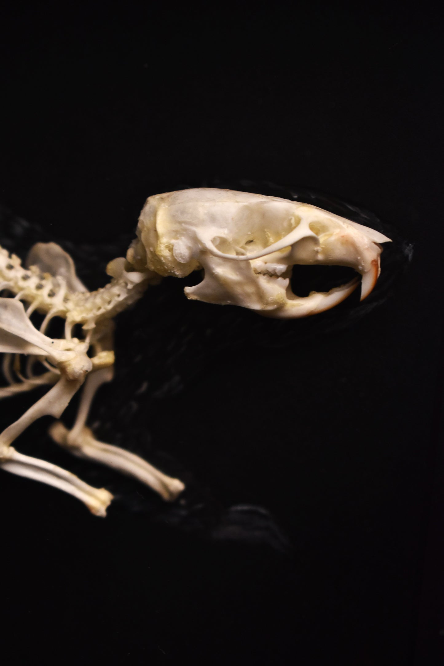 Brown Rat Skeleton