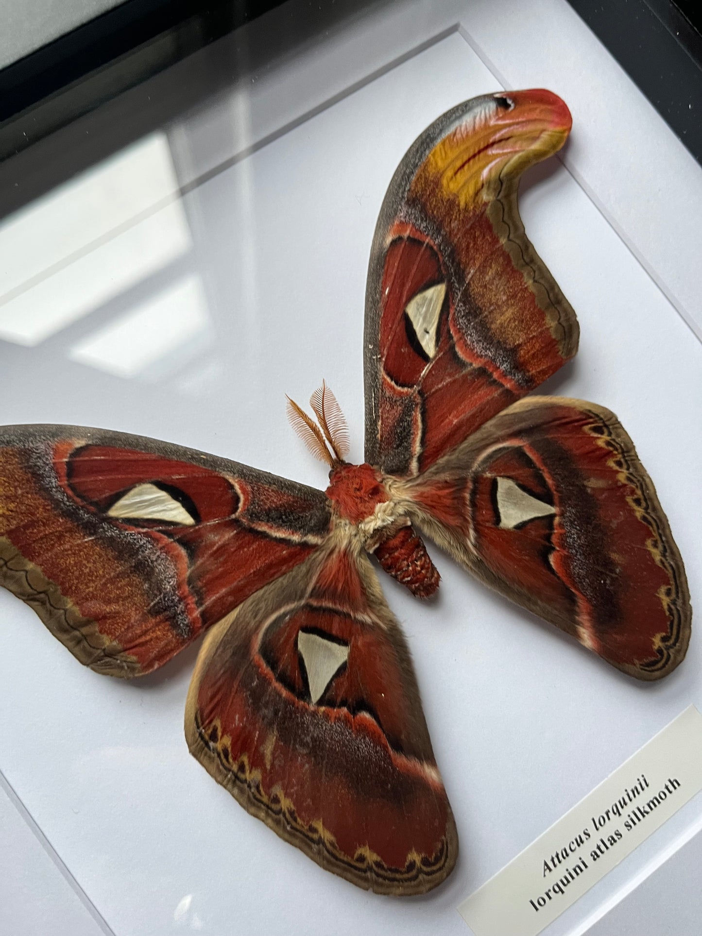 Attacus lorquinii