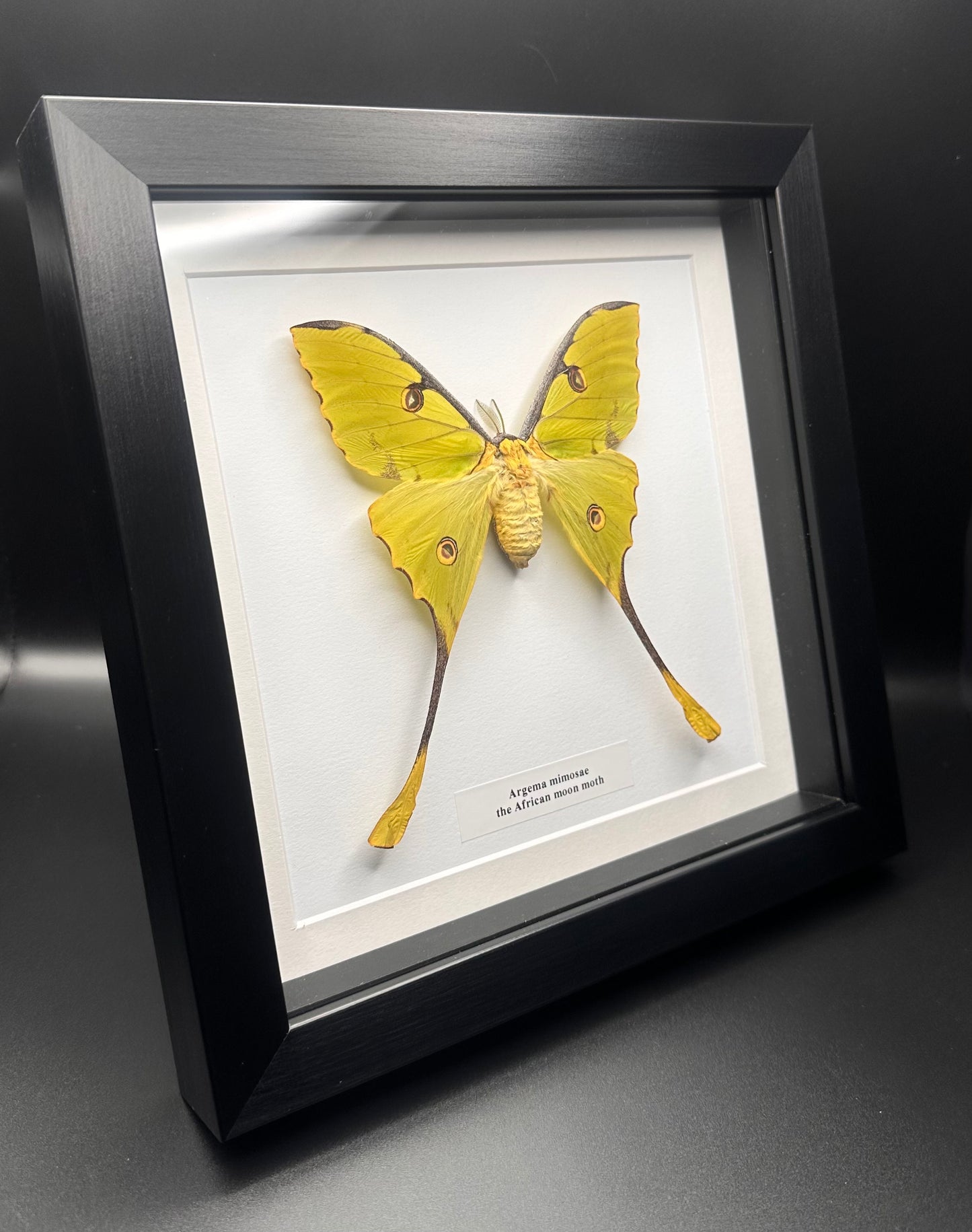 Argema mimosae - the African moon moth