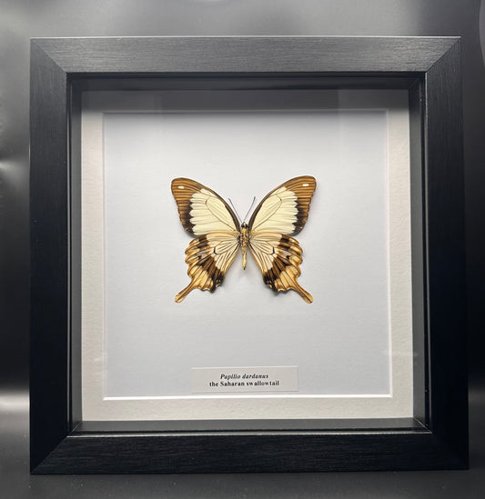 Papilio dardanus - the Saharan swallowtail