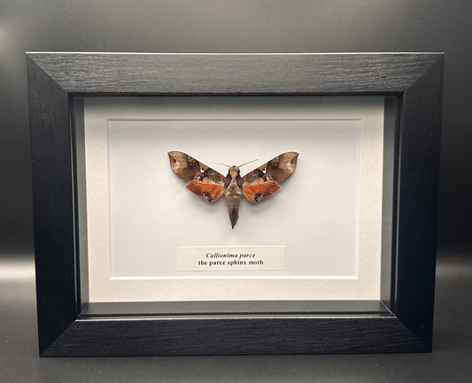 Callionima parce - the parce sphinx moth