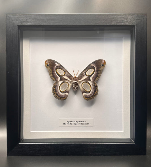 Epiphora mythimnia - the white ringed Atlas Moth