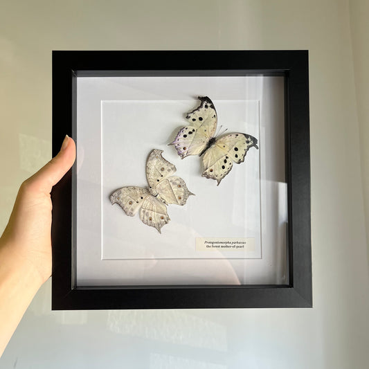 Protogoniomorpha salamis parhassus