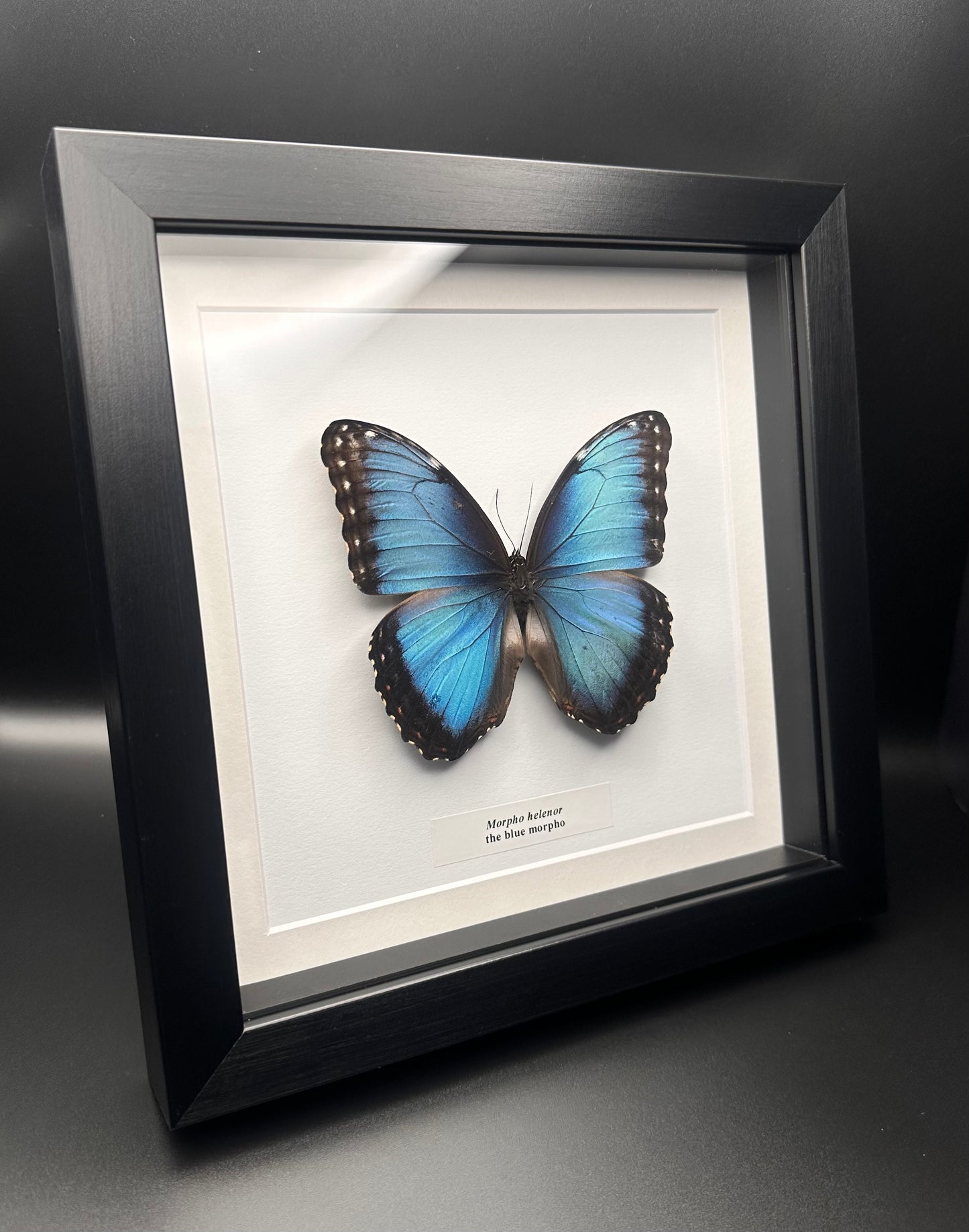 Morpho helenor - blue morpho