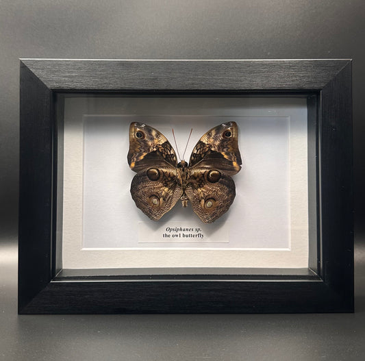 Osiphanes sp. - the owl butterfly