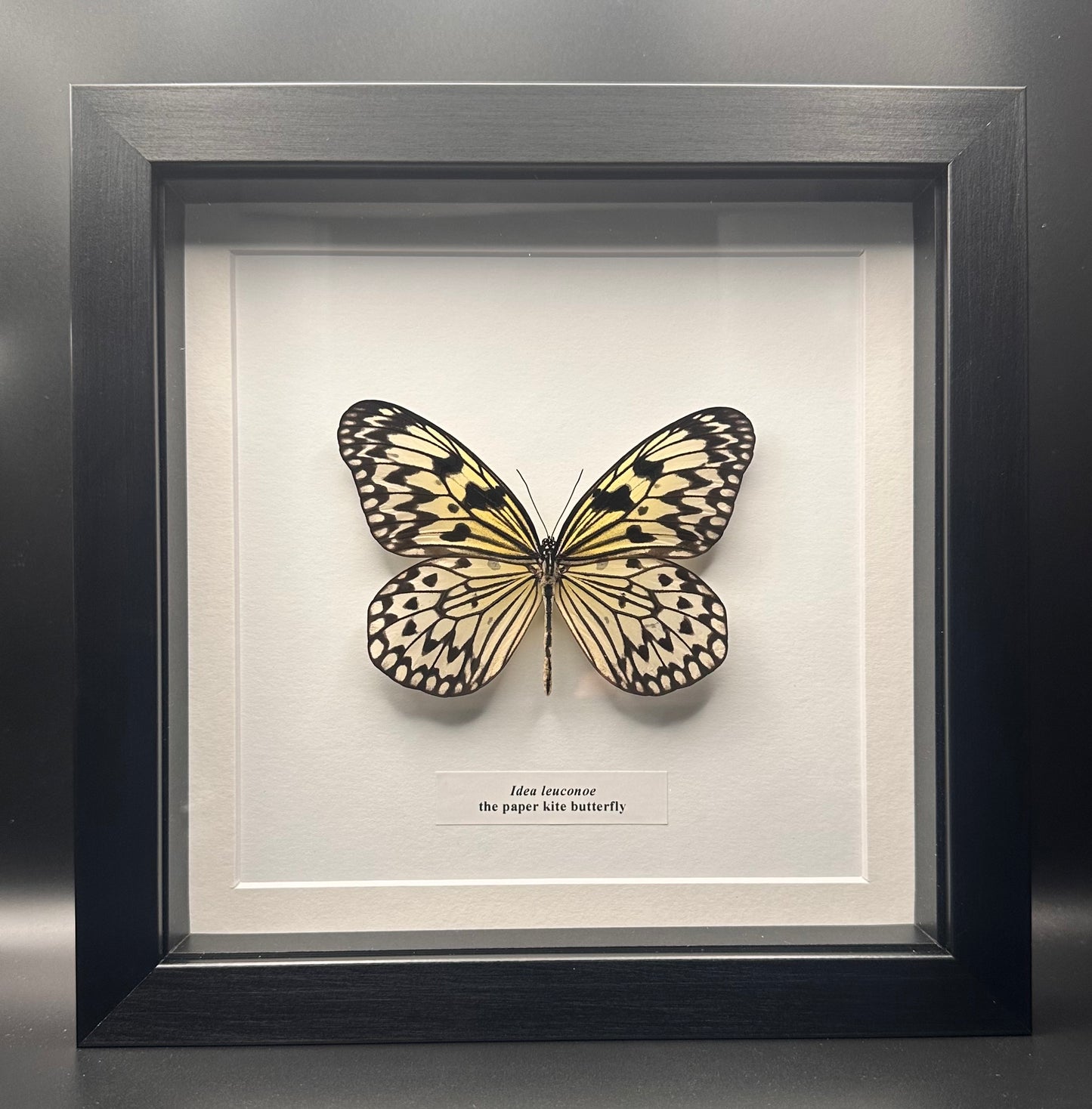 Idea leuconoe - the paper kite butterfly