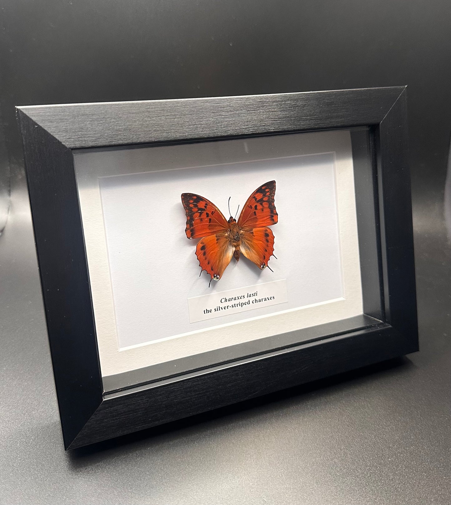 Charaxes lasti - the silver-striped charaxes