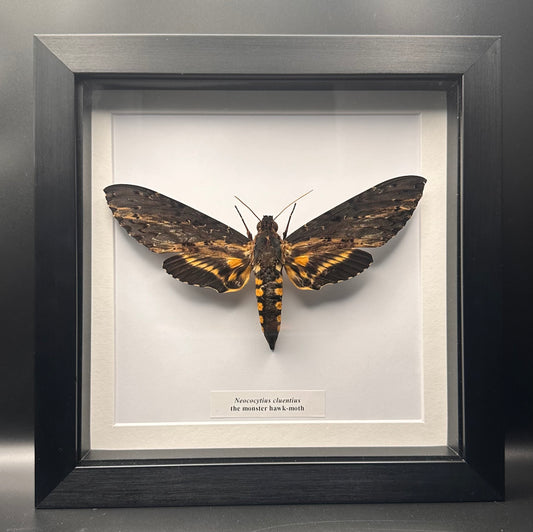 Neococytius cluentius - the monster hawk-moth
