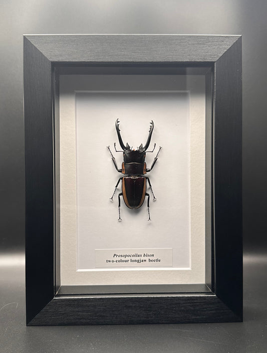 Prosopocilus bison - two-colour longjaw beetle