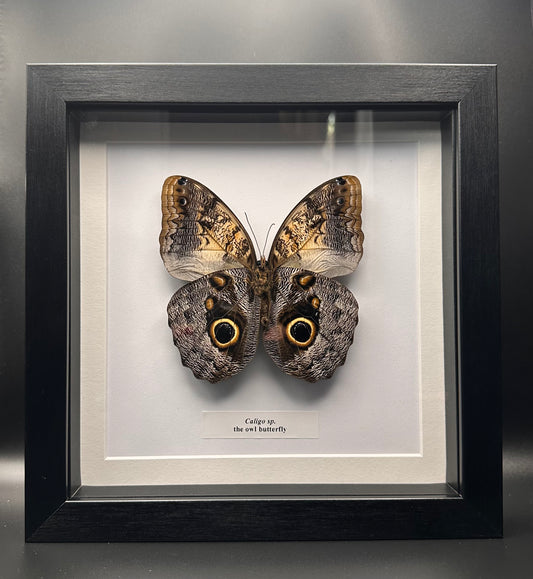 Caligo sp. - the owl butterfly