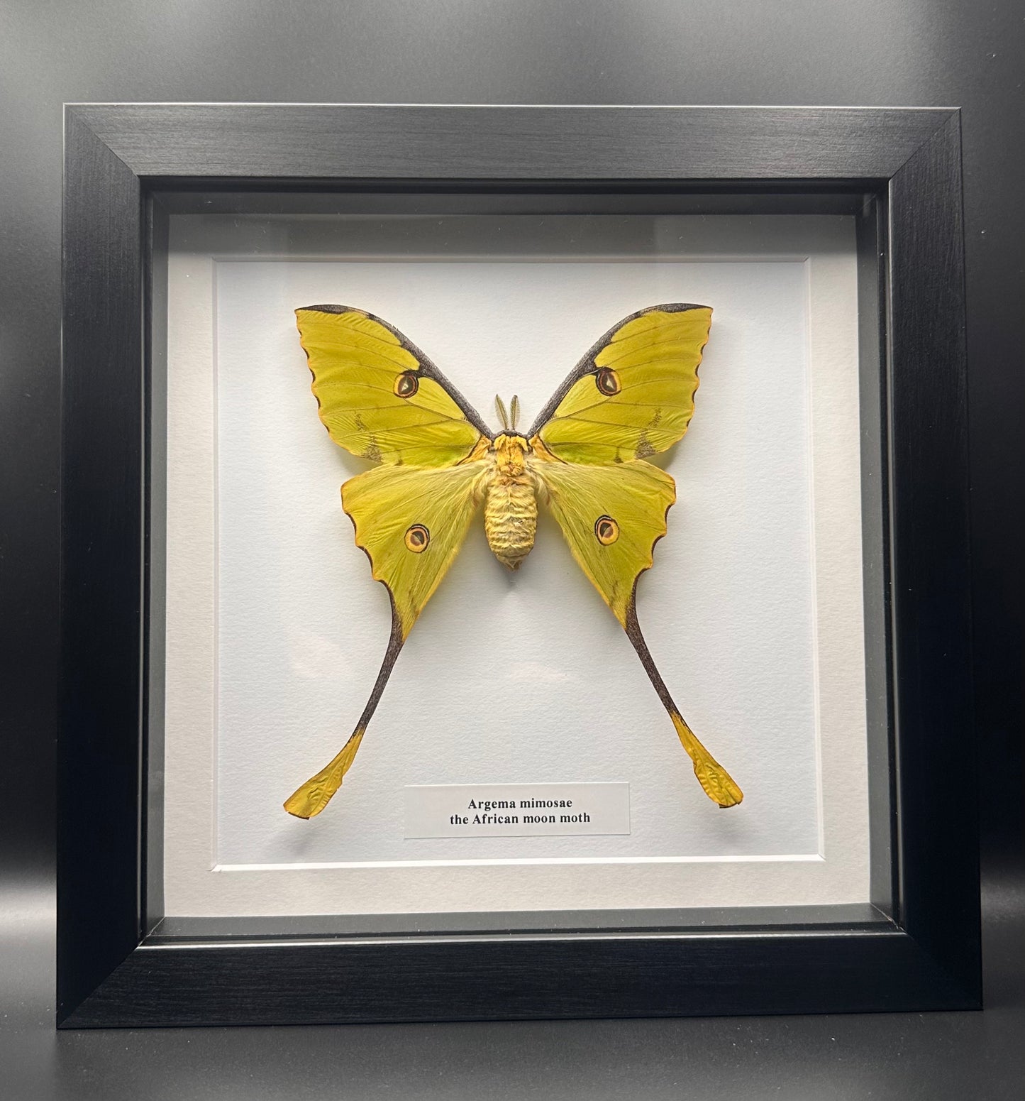 Argema mimosae - the African moon moth