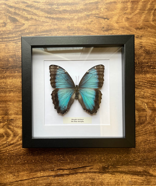 Morpho helenor