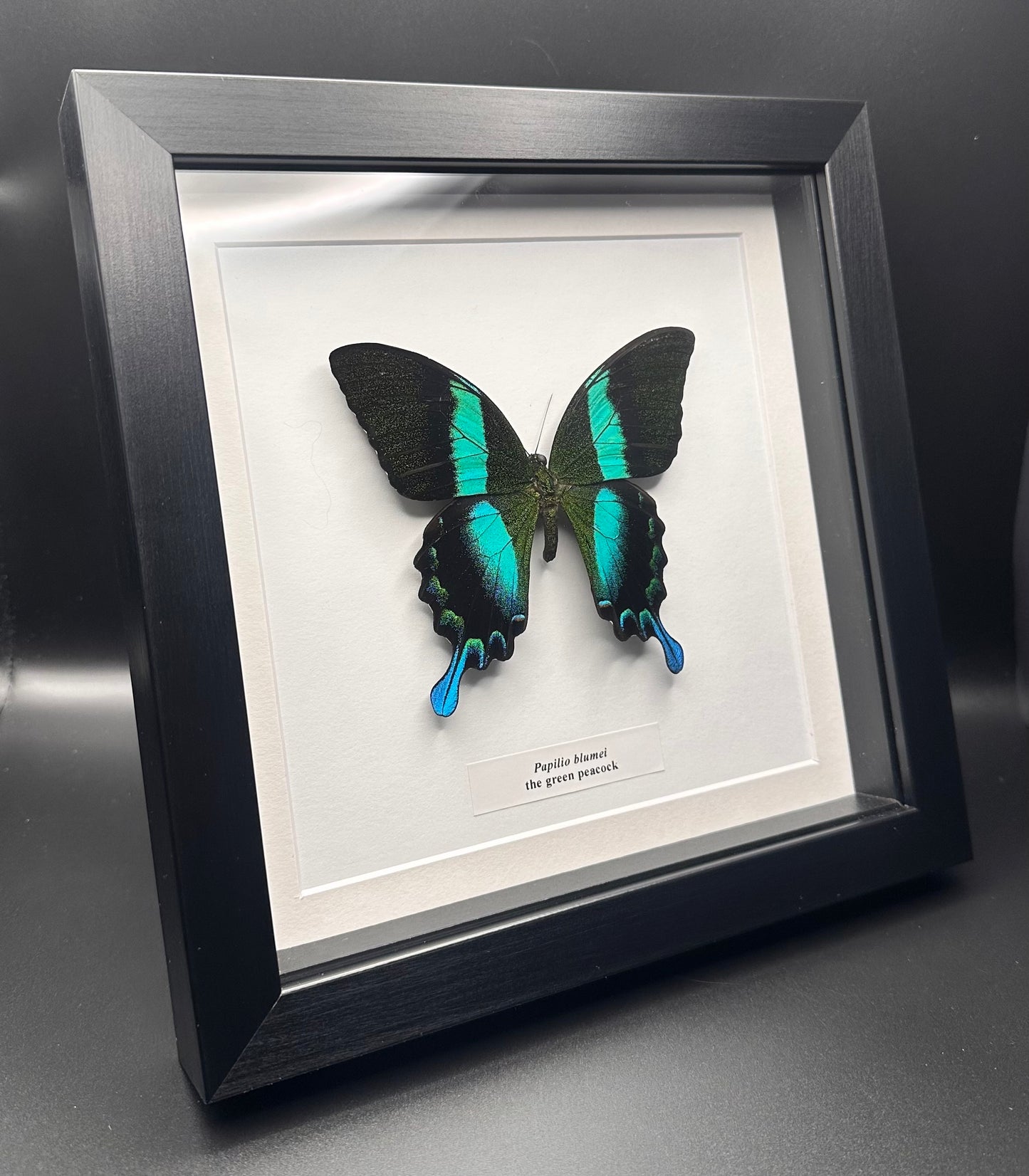 Papilio blumei - the green peacock