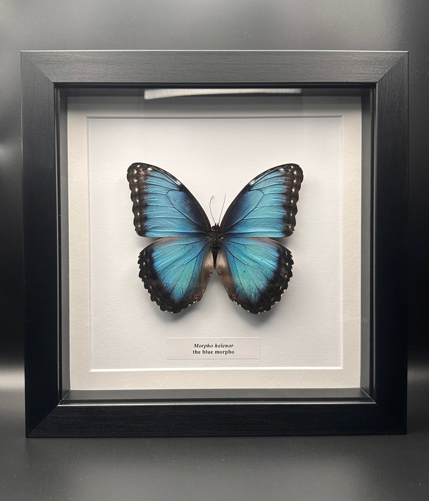 Morpho helenor - blue morpho