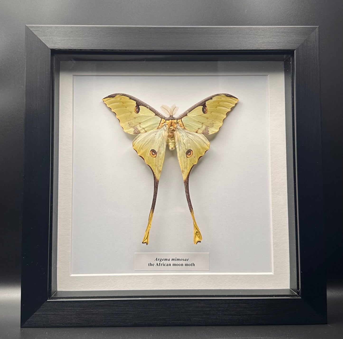 Argema mimosae - the African moon moth