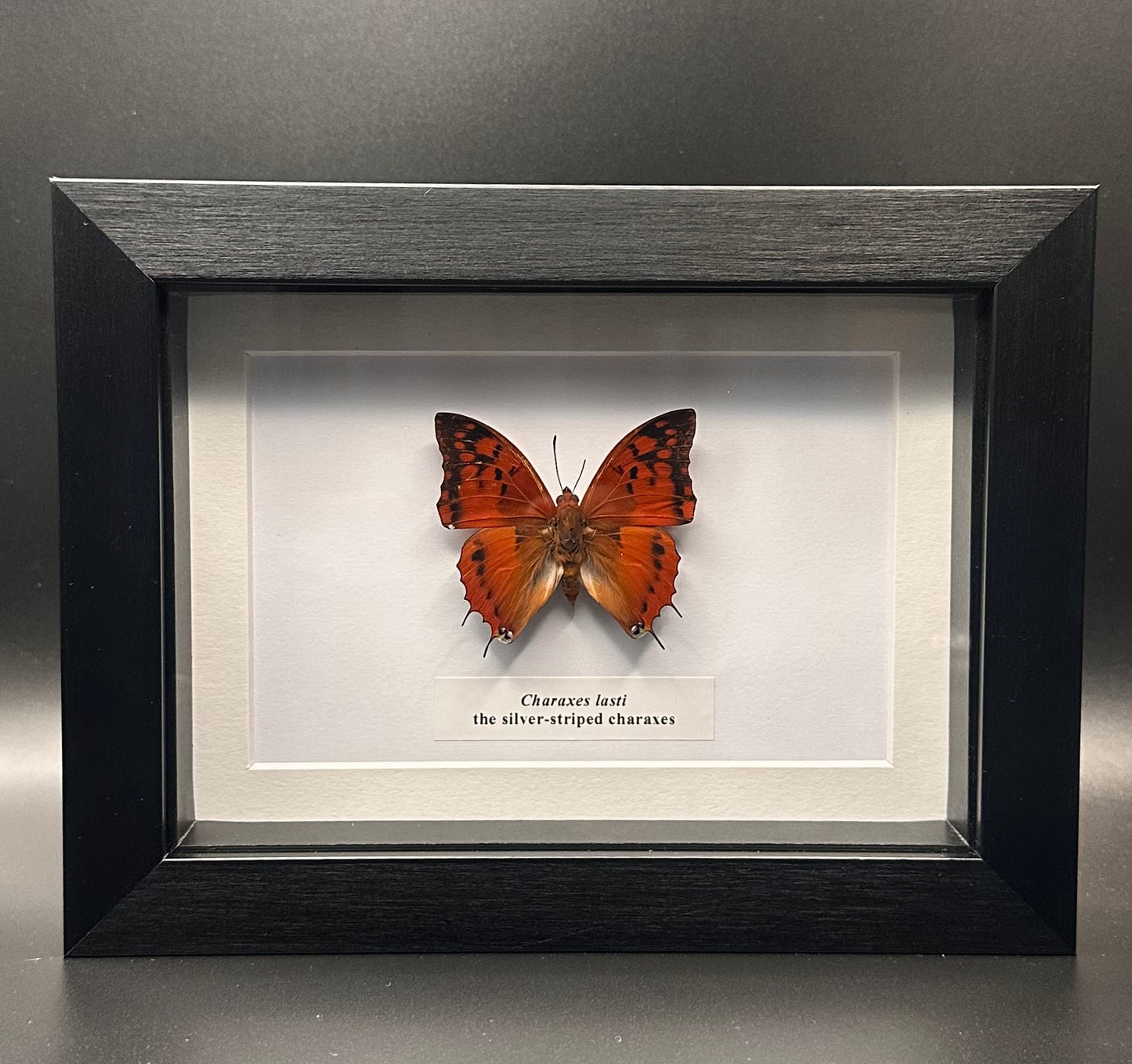 Charaxes lasti - the silver-striped charaxes