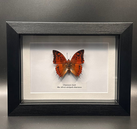 Charaxes lasti - the silver-striped charaxes