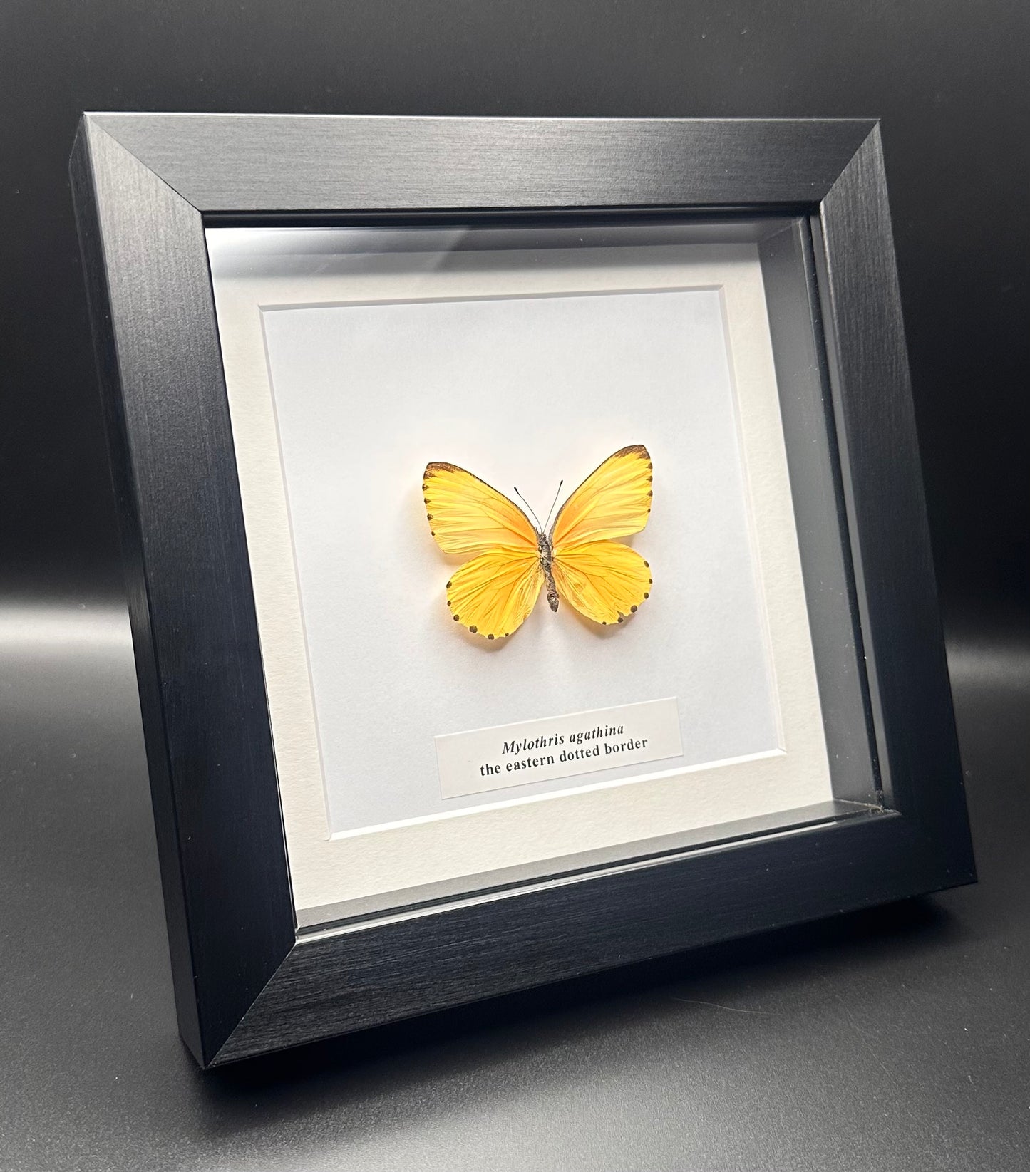 Mylothris agathina - the eastern dotted border