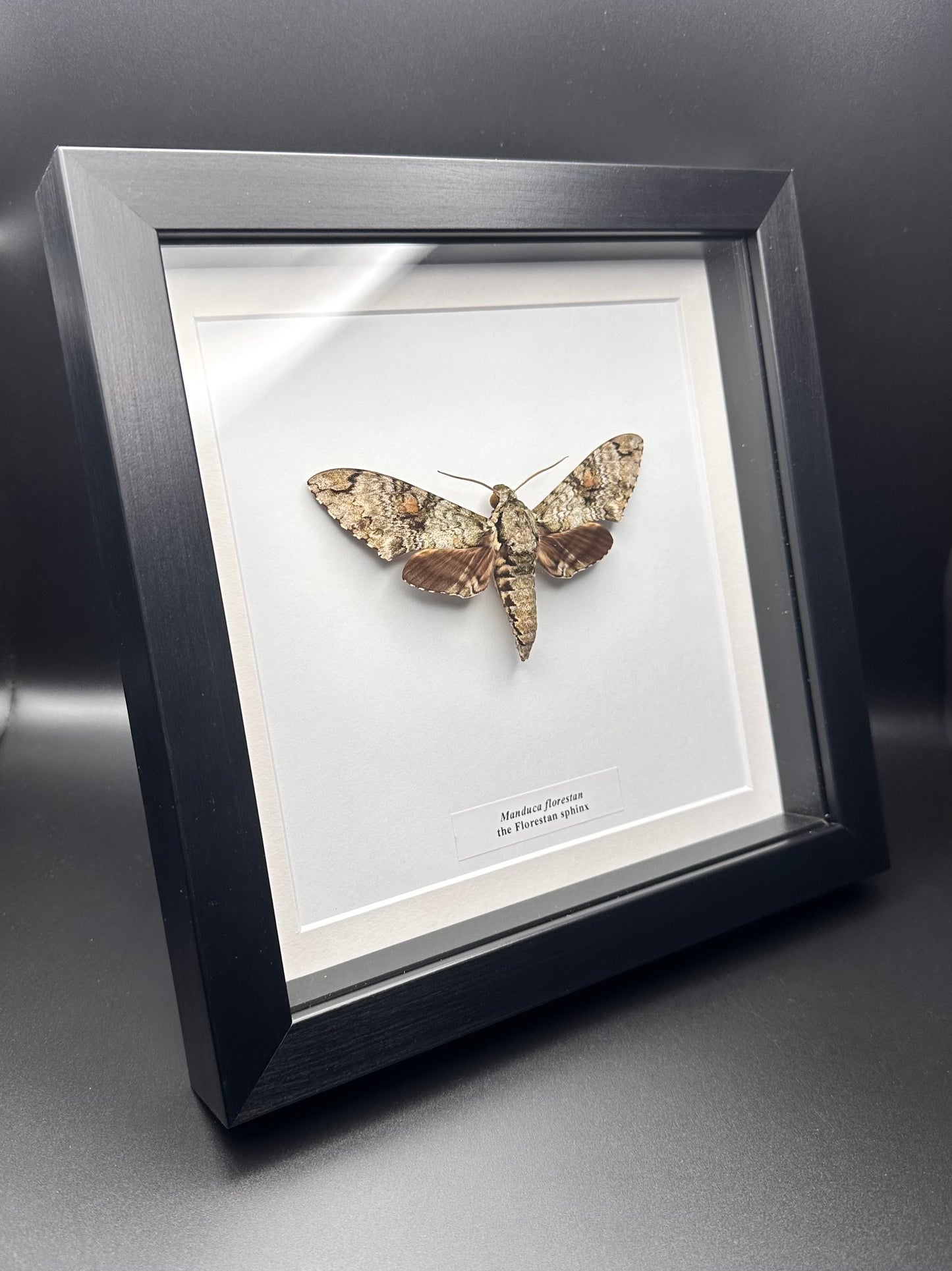 Manduca florestan - the Florestan sphinx