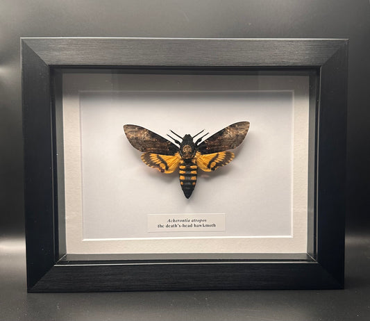 Acherontia atropos - the death’s-head hawkmoth