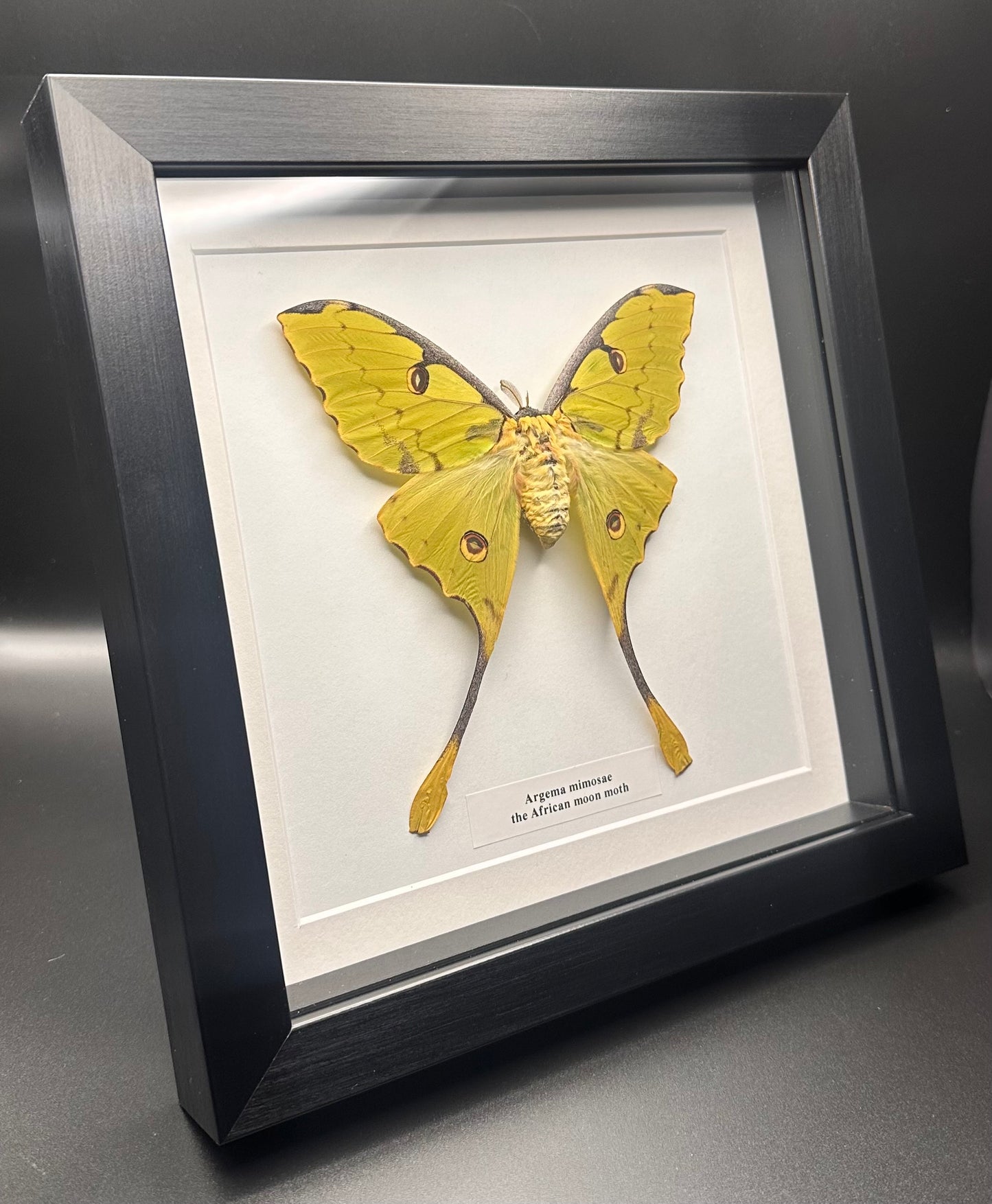 Argema mimosae - the African moon moth