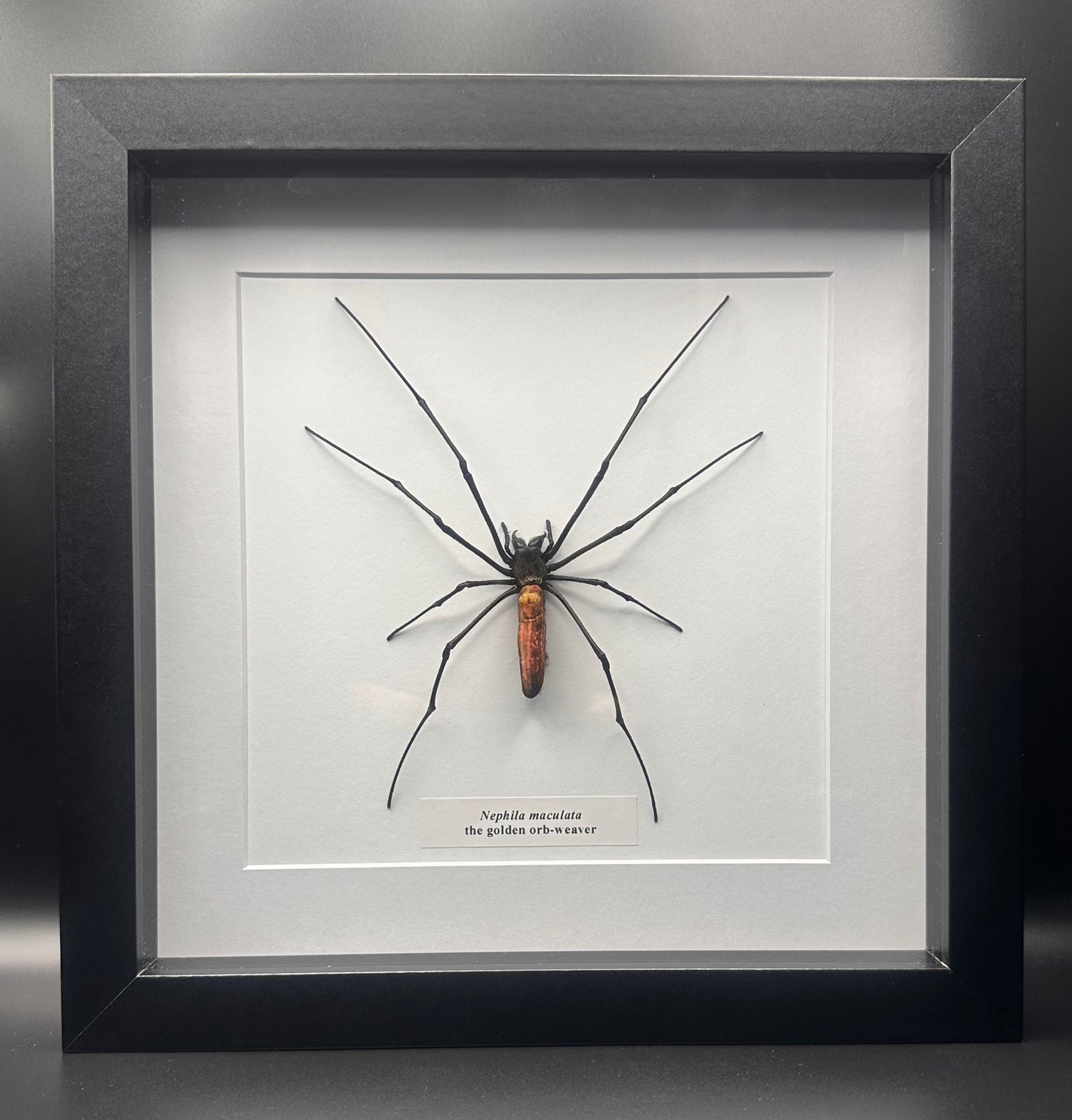 Nephila maculata - the golden orb-weaver