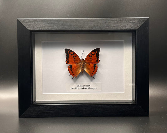 Charaxes lasti - the silver-striped charaxes