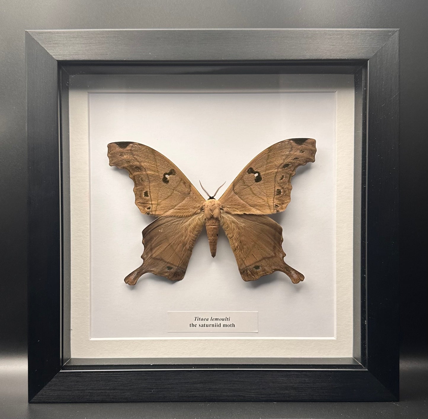 Titaea lemoulti - the saturniid moth