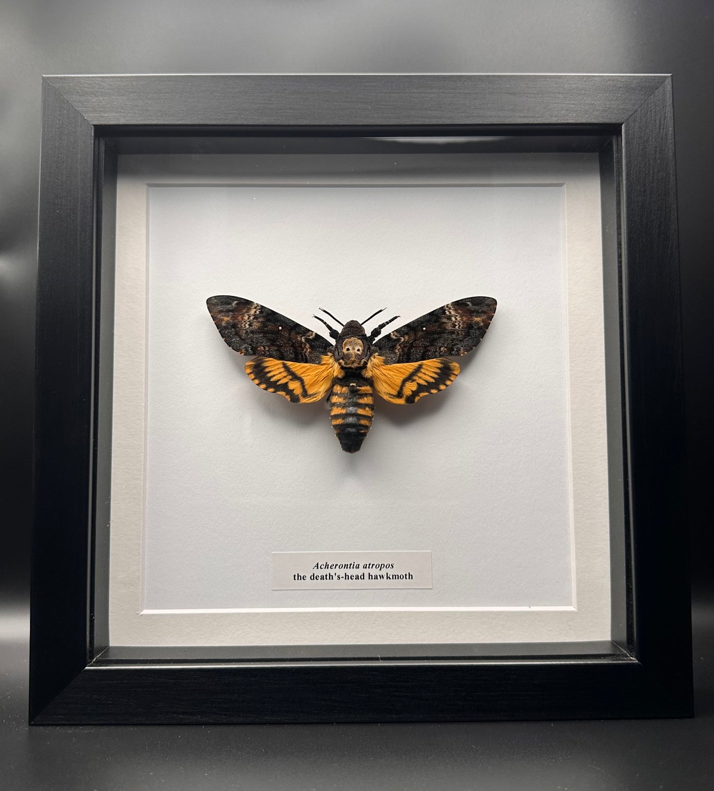 Acherontia atropos - the death’s-head hawkmoth