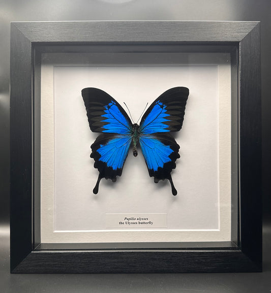 Papilio ulysses - the Ulysses butterfly