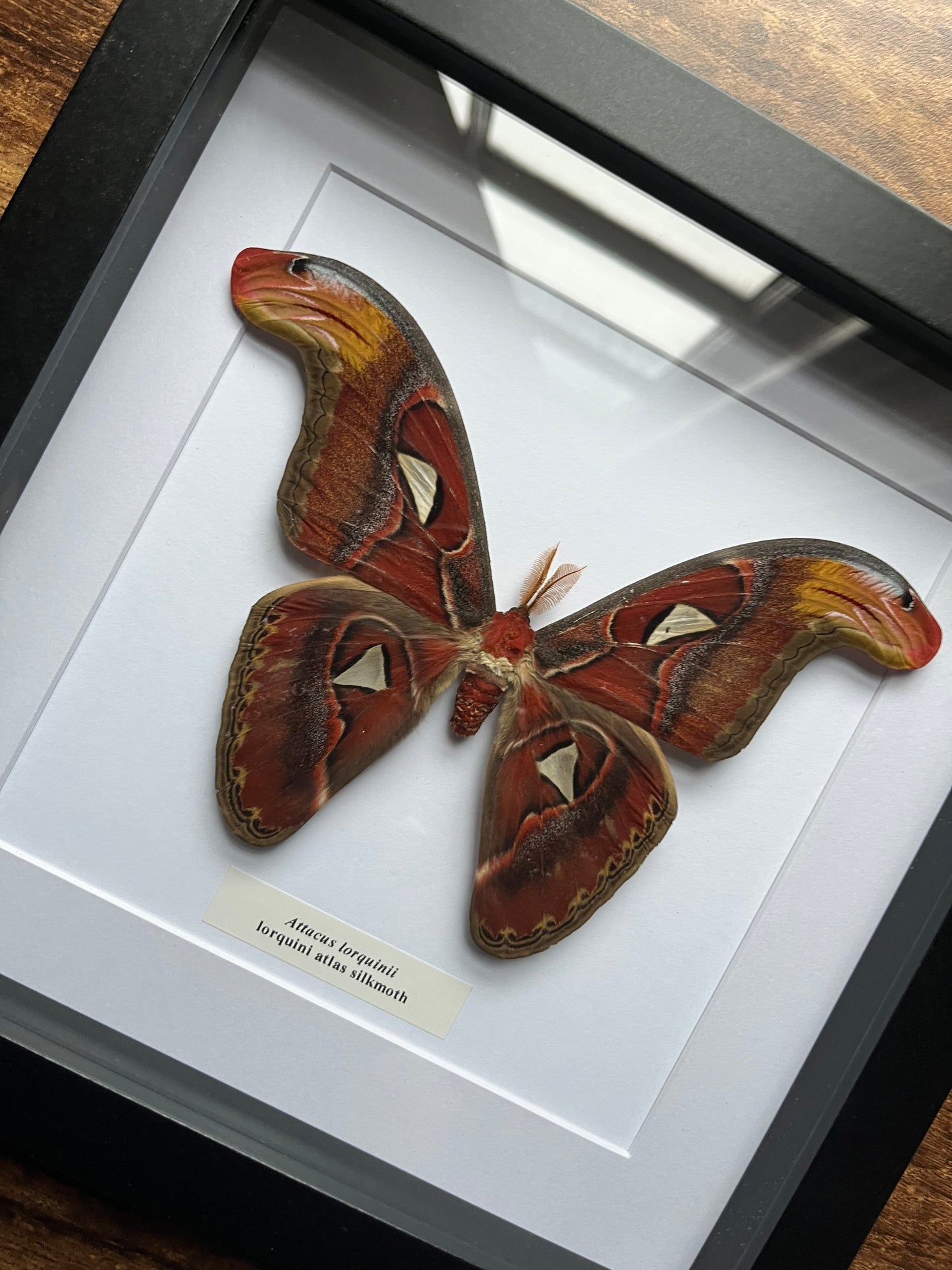 Attacus lorquinii