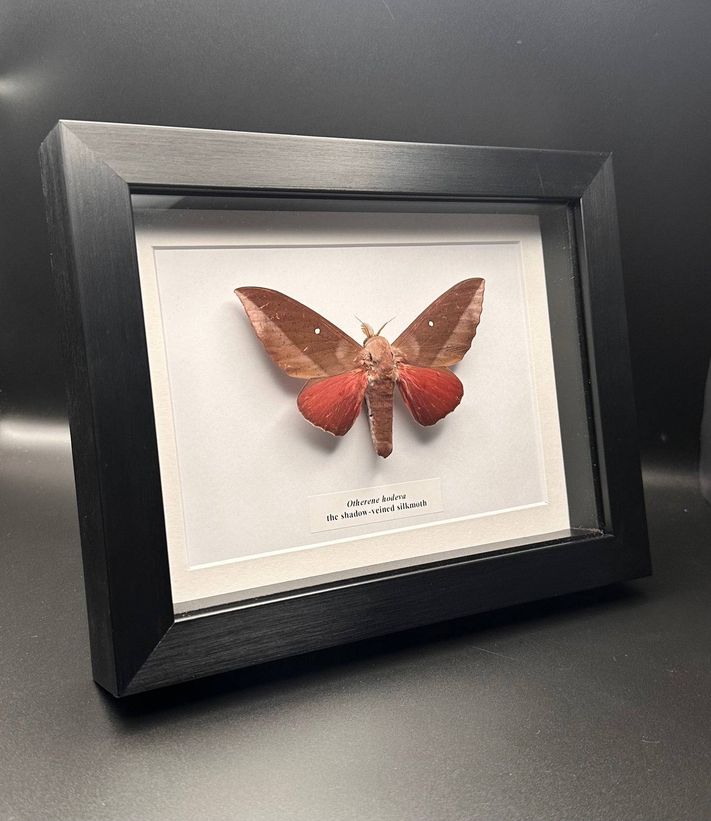 Otherene hodeva - the shadow-veined silkmoth