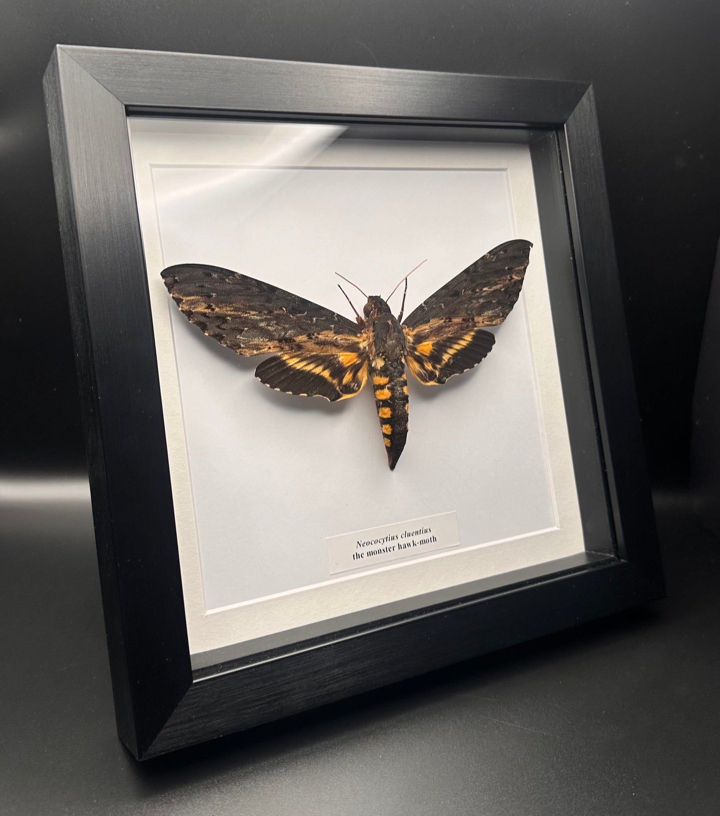 Neococytius cluentius - the monster hawk-moth