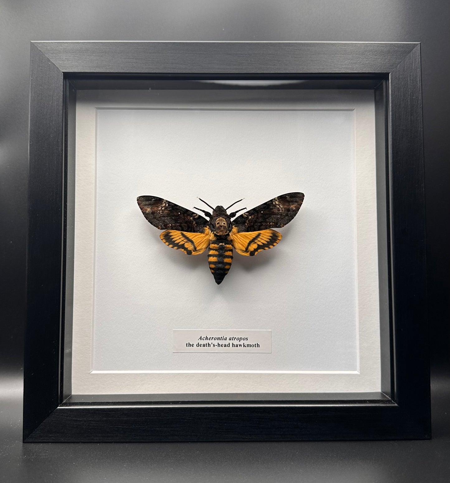 Acherontia atropos - the death’s-head hawkmoth