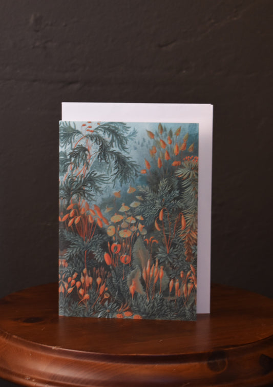 Tillius Card - Strange Plants