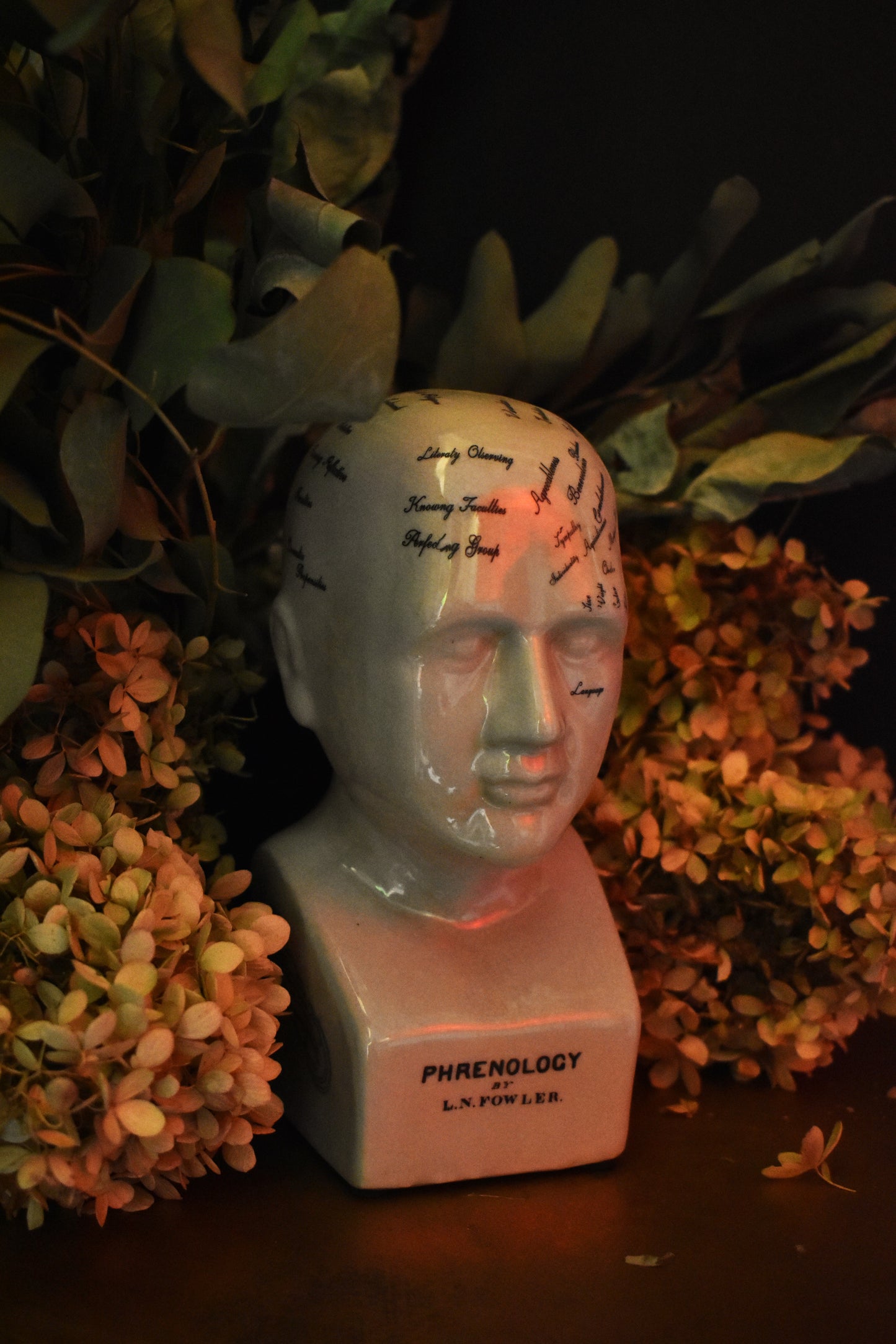 Phrenology Head