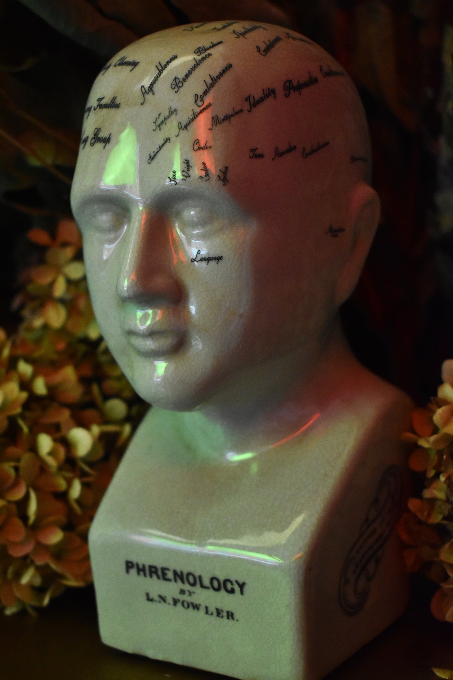 Phrenology Head