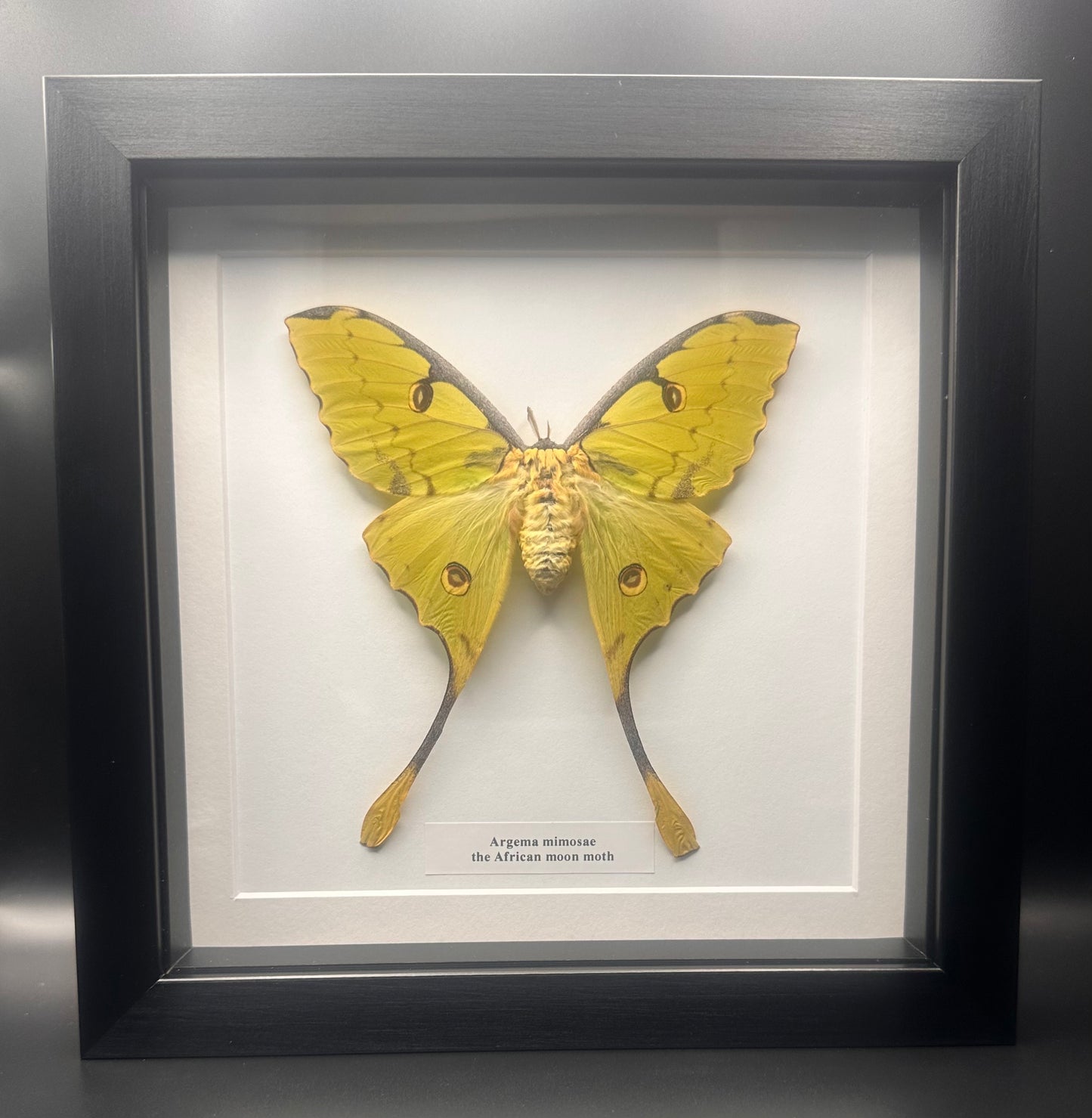 Argema mimosae - the African moon moth