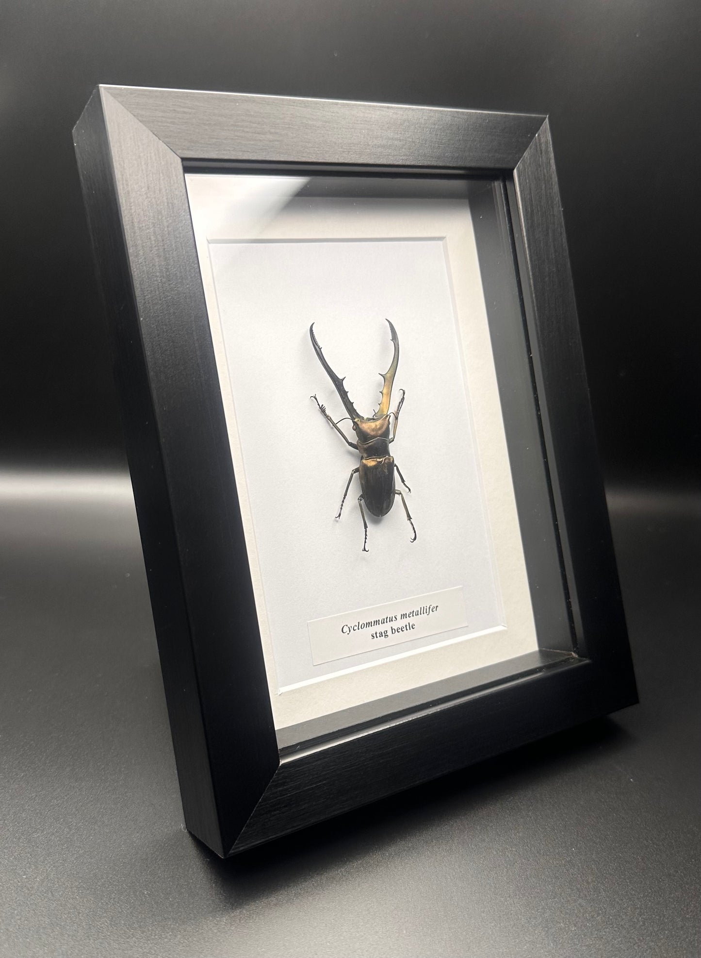 Cyclommatus metallifer - stag bettle