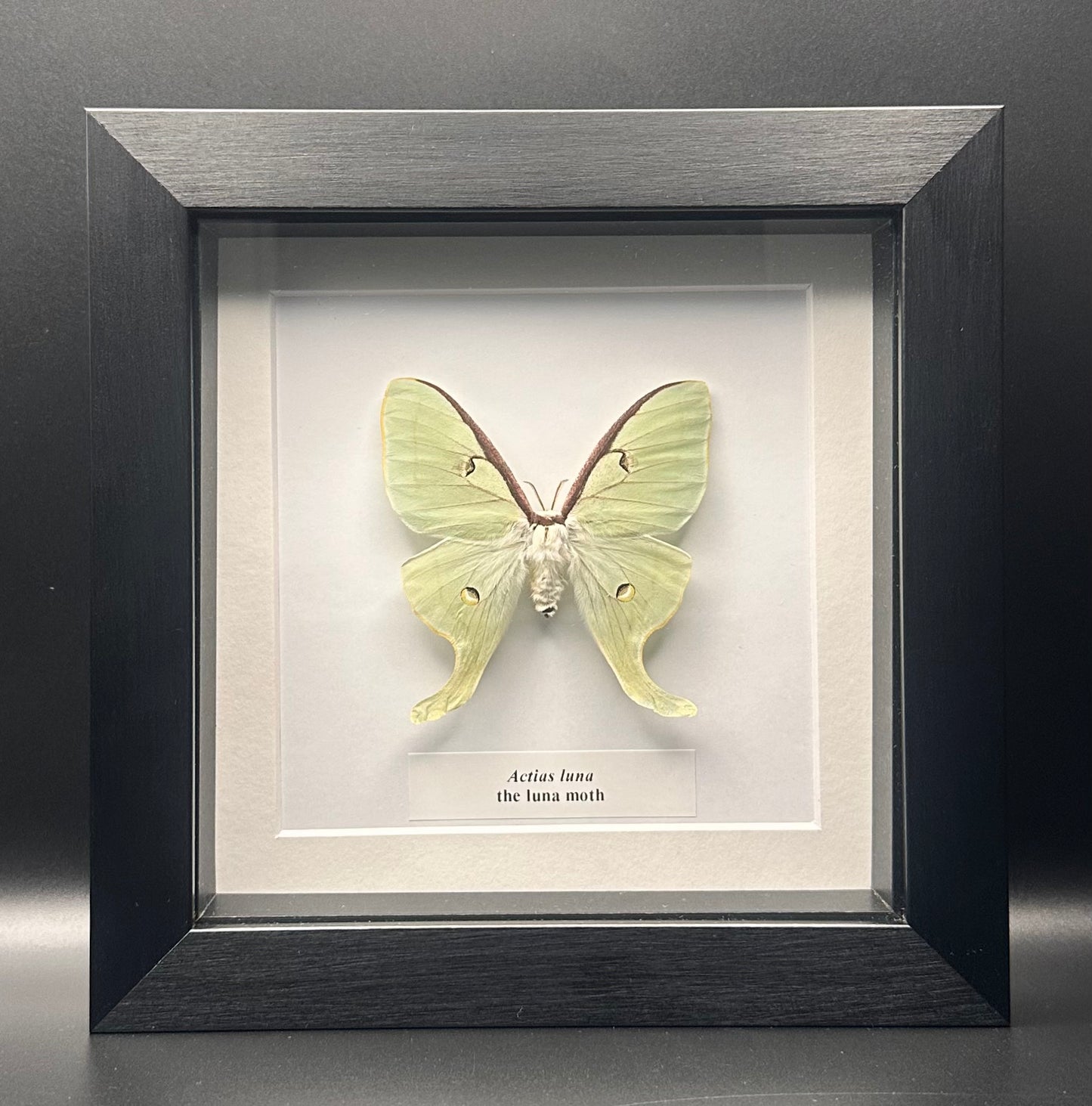 Actias luna - the luna moth