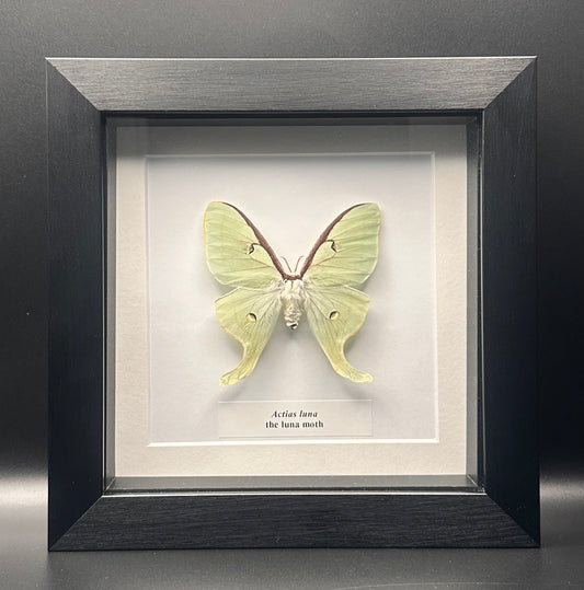 Actias luna - the luna moth