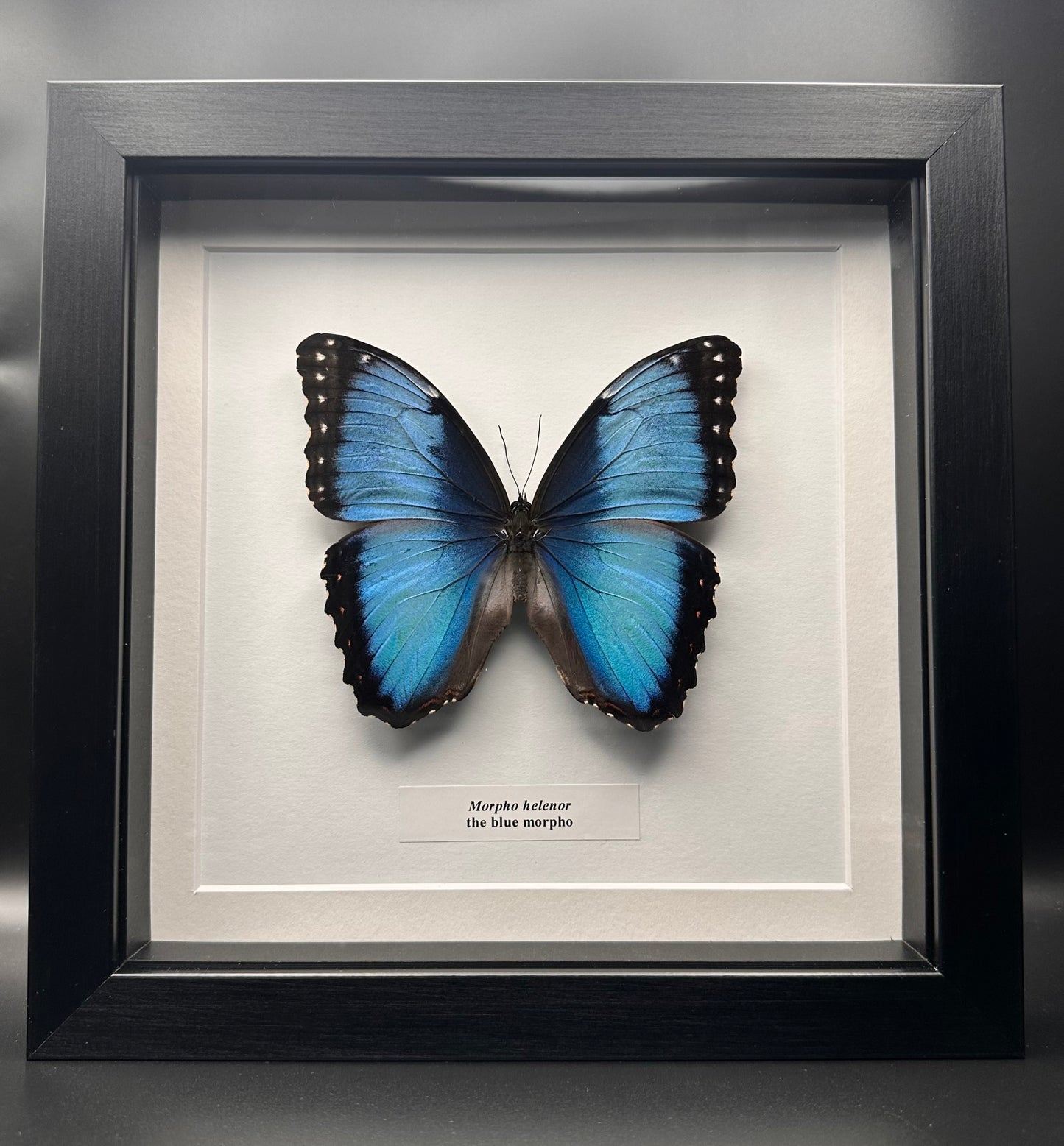 Morpho helenor - the blue morpho