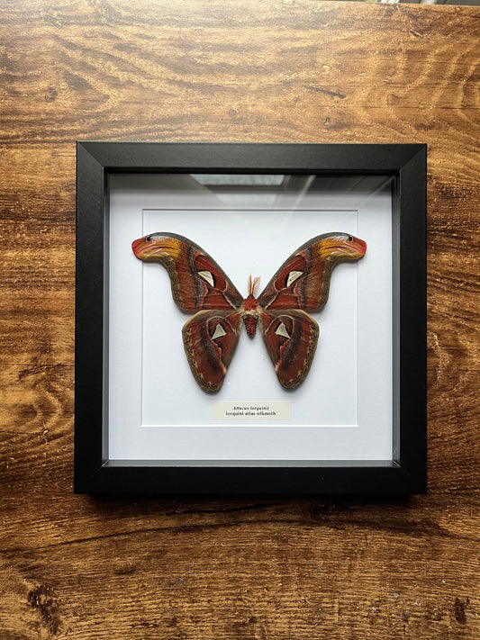 Attacus lorquinii