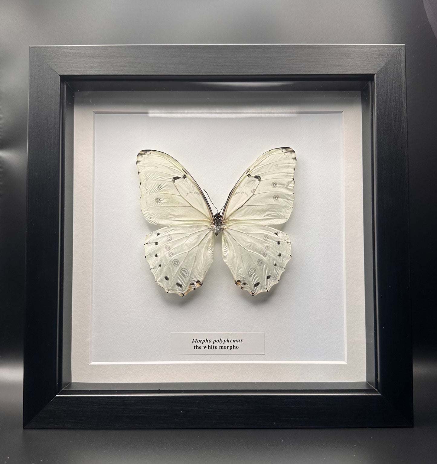 Morpho polyphemus - the white morpho