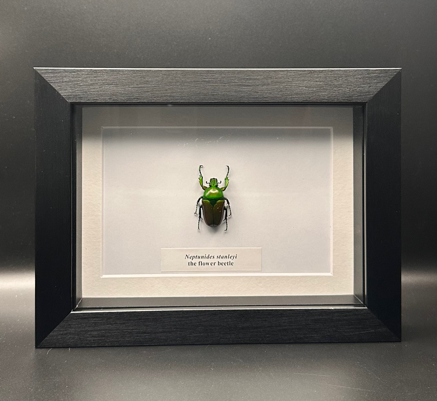 Neptunides stanleyi - the flower beetle